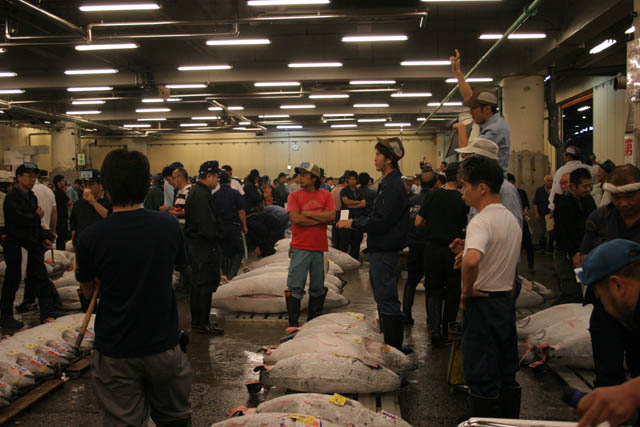 Morning tuna auction - auction is at action. Man is calling prices. Tsukiji fish market, Tokyo. Japan.