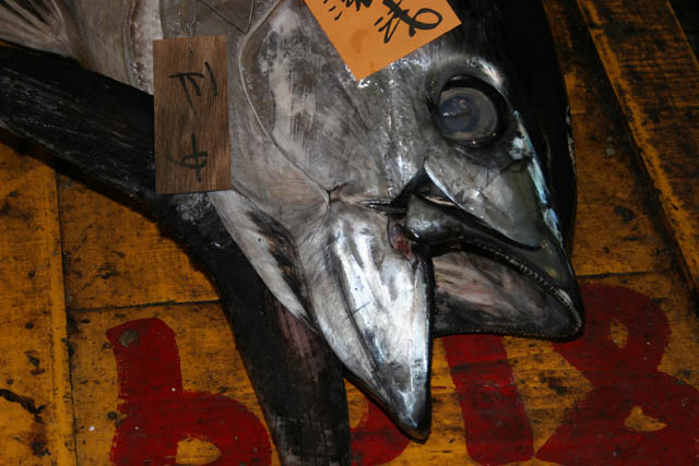 Tsukiji fish market, Tokyo. Japan.
