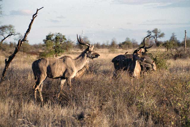 Kudu, Kruger National Park. South Africa.