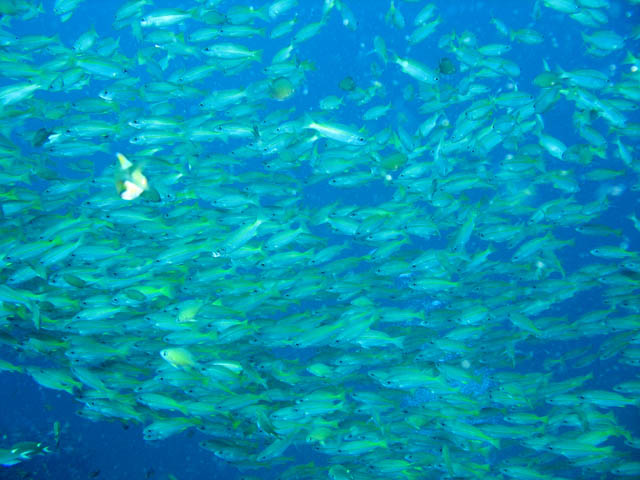 School of fishes - probably Yellow-band Fusilier. Richelieu Rock dive site. Thailand.