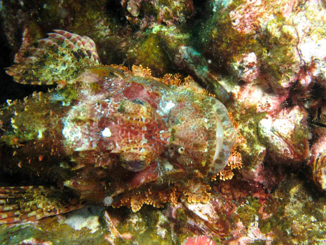 Head of Smallscale Scorpionfish. Richelieu Rock dive site. Thailand.