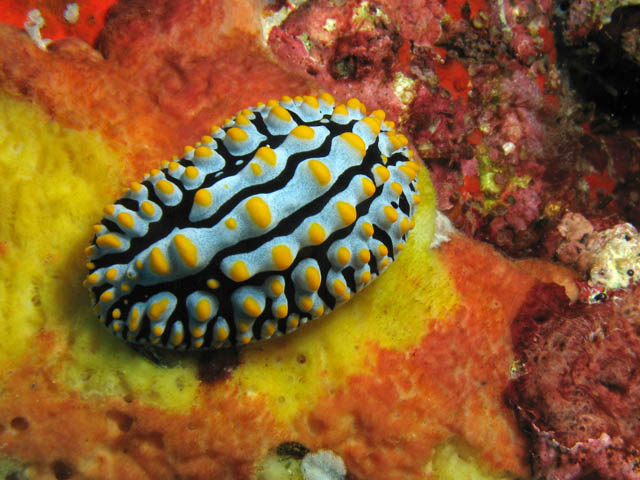 Nudibranch Phyllidia varicosa (Phyllidiidae). Richelieu Rock dive site. Thailand.