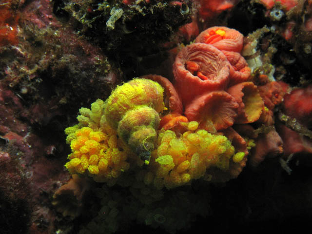 Corals scenery. Richelieu Rock dive site. Thailand.