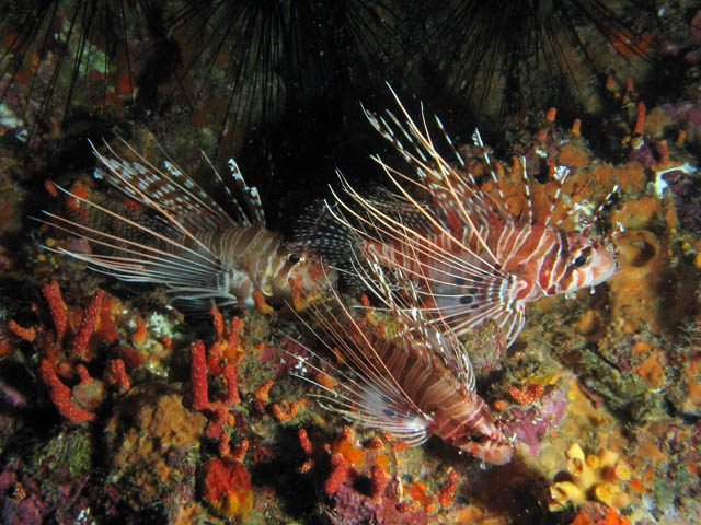 Ragged-finned firefish. Richelieu Rock dive site. Thailand.