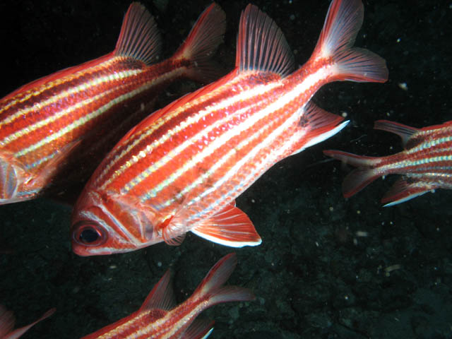 Crown squirrelfish (Sargocentron diadema). Richelieu Rock dive site. Thailand.