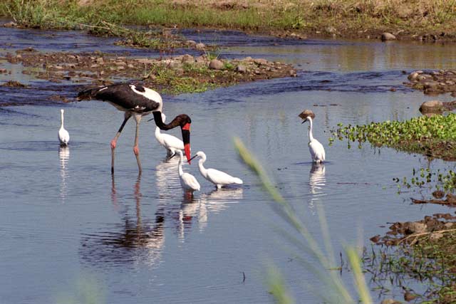 Saddle-billed stork, Kruger National Park. South Africa.