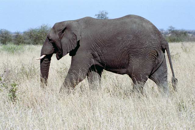 Elephant, Kruger National Park. South Africa.