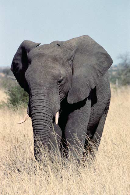 Elephant, Kruger National Park. South Africa.