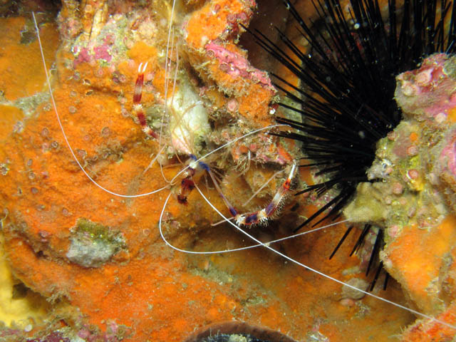 Cleaner shrimp (Stenopus hispidus). Richelieu Rock dive site. Thailand.