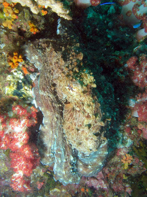 Common reef octopus (Octopus cyanea). Richelieu Rock dive site. Thailand.