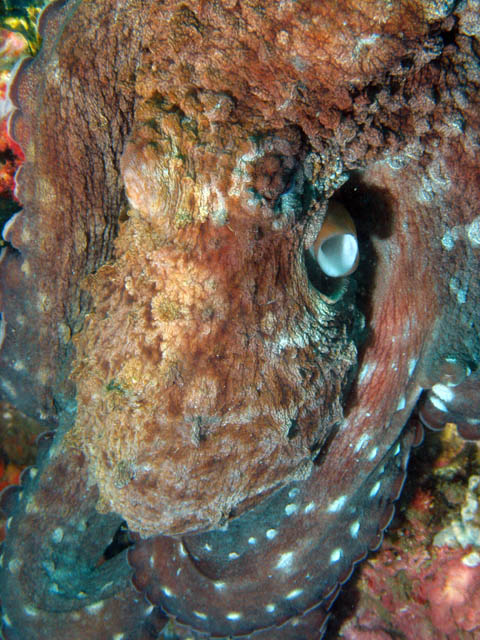 Common reef octopus (Octopus cyanea). Richelieu Rock dive site. Thailand.