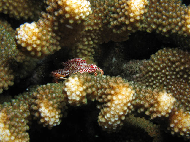 Trapezia crab (Trapezia rufopunctata) and Hard Coral. Richelieu Rock dive site. Thailand.