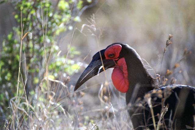 Southern ground-hornbill, Kruger National Park. South Africa.