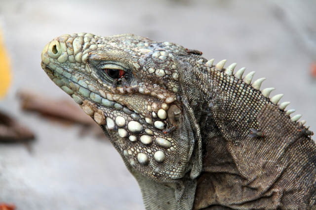 Iguana, Santiago de Cuba area. Cuba.