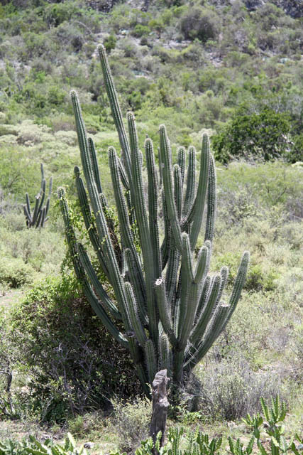 On the way to Baracoa town. Cuba.