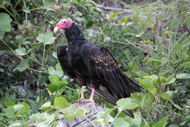 Vulture, Playa Santa Lucia. Cuba.