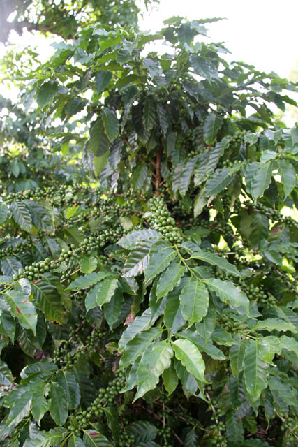 Coffee, Vinales valley (Valle de Vinales). Cuba.