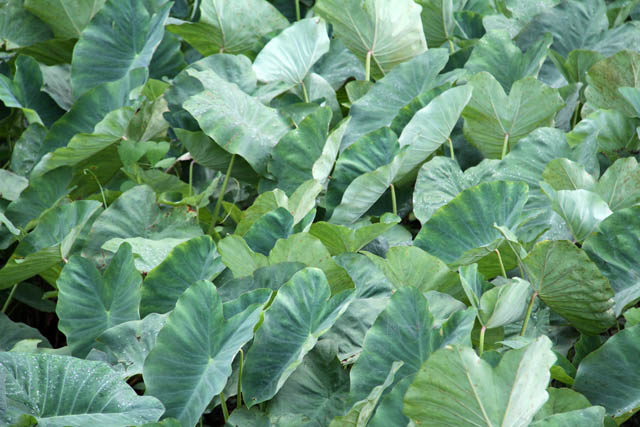Tobacco, Vinales valley (Valle de Vinales). Cuba.