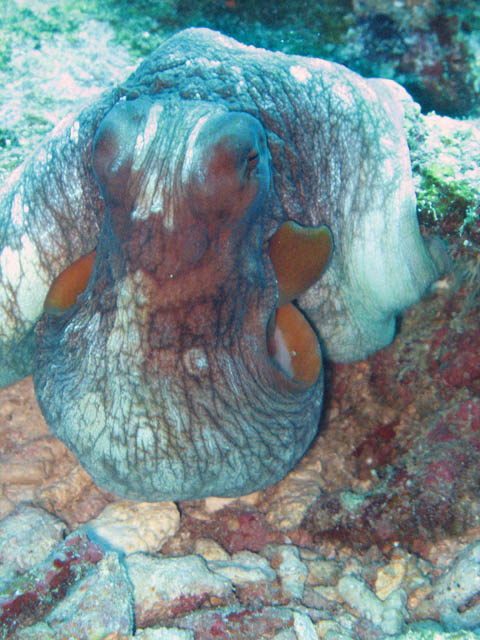 Octopus, Koh Bon dive site. Thailand.