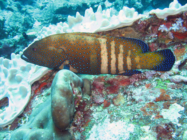 Peacock grouper (Cephalopholus argus), Koh Bon dive site. Thailand.