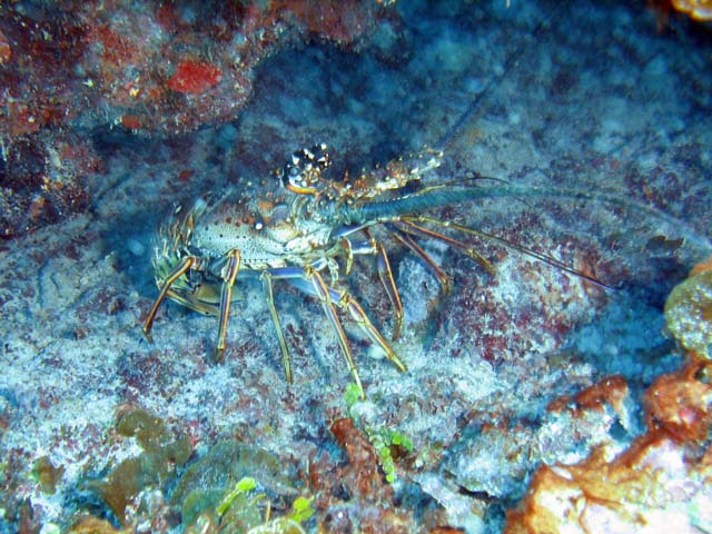 Lobster, Playa Giron. Cuba.
