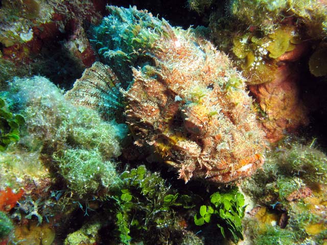 Scorpionfish, Yemaya dive site, Maria La Gorda. Cuba.