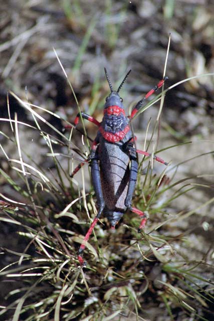 Insect, Giant's Castle National park, Drakensberg. South Africa.