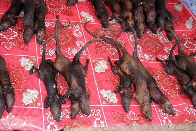 Rodents, market at Tomoho village. Sulawesi,  Indonesia.