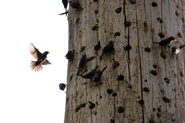Tangkoko National Park. Sulawesi,  Indonesia.