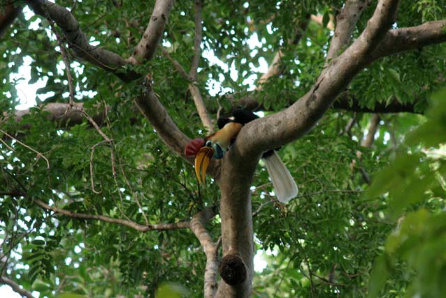 Hornbill, Tangkoko National Park. Sulawesi,  Indonesia.