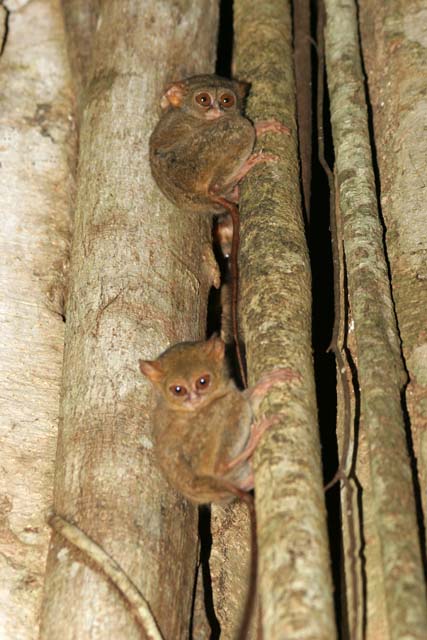 Tarsier, Tangkoko National Park. Sulawesi,  Indonesia.