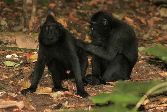 Black Macaques Monkey, Tangkoko National Park. Sulawesi,  Indonesia.
