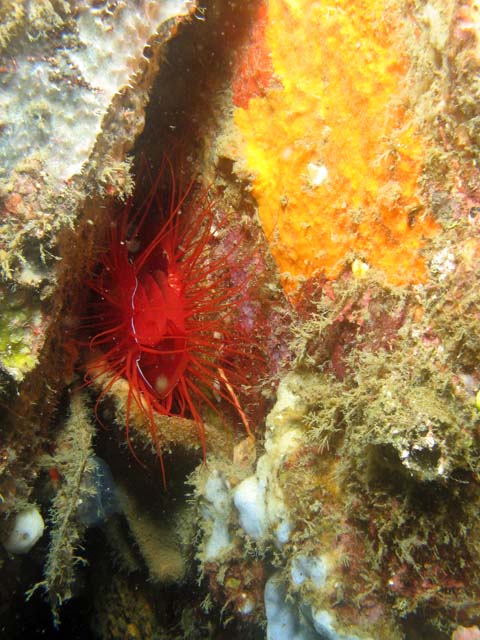 Flaming scallop (sometimes called Electrical clam shell), Lembeh dive sites. Sulawesi,  Indonesia.