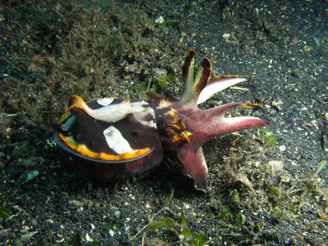 Flamboyant cuttlefish, Lembeh dive sites. Sulawesi,  Indonesia.