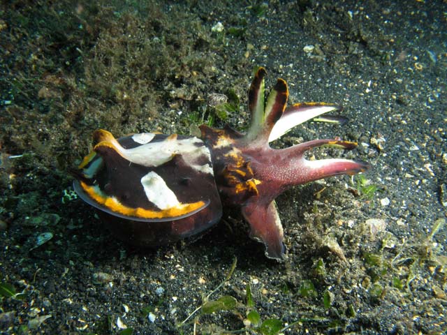 Flamboyant cuttlefish, Lembeh dive sites. Sulawesi,  Indonesia.