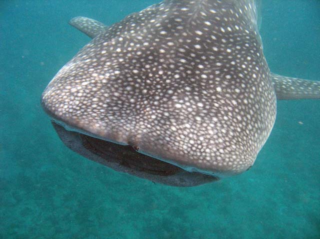 Whale shark, Maamigilidive site. Maldives.