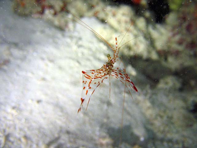 Shrimp, Hafsa Thila dive site. Maldives.