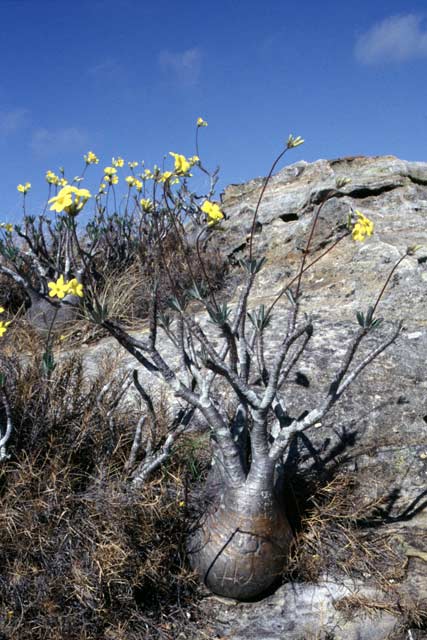 Elephant's foot, l'Isalo National park. Madagascar.
