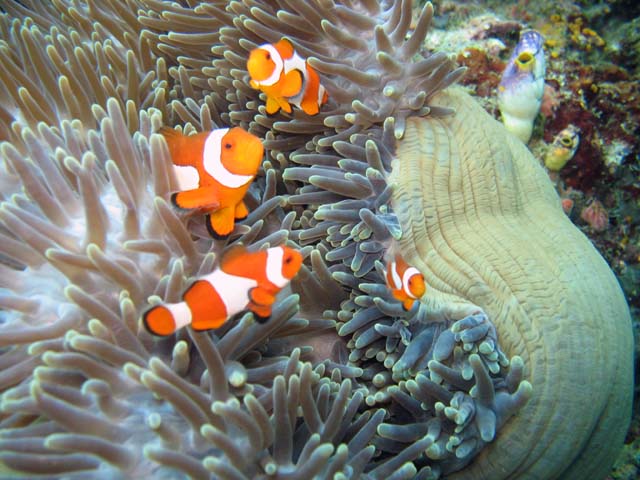 Anemone and clownfishes. Raja Ampat. Papua,  Indonesia.