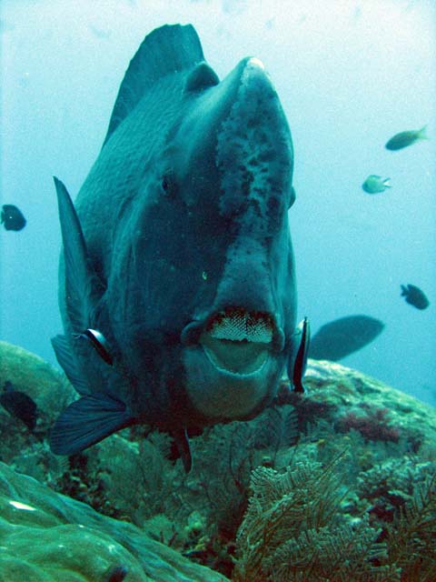 Green humphead parrotfish (bumphead parrotfish). Raja Ampat. Papua,  Indonesia.