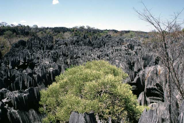 Grands Tsingy, Tsingy de Bemaraha National park. Madagascar.