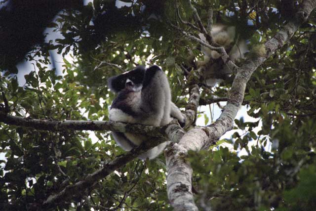 Indri-indri, the largest of the lemurs and almost tailless. Andasibe-Mantadia National park. Madagascar.