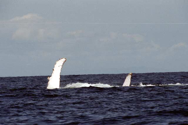 Whale, Ile Sainte Marie island. Madagascar.