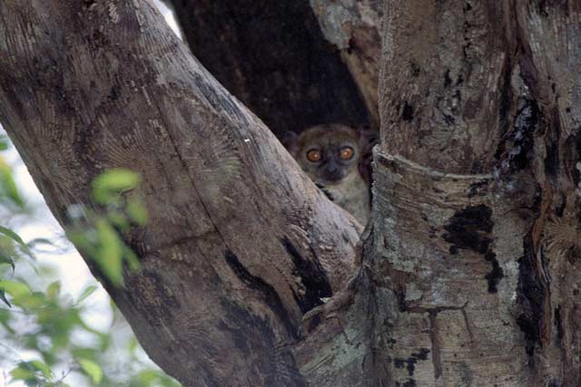 Nocturnal Northern sportive lemur, l'Ankarana National park. Madagascar.