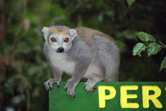 Crowned lemur, l'Ankarana National park. Madagascar.