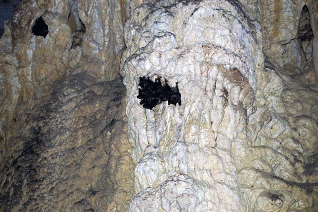 Bats in cave Grotte des Chauves-Souris, l'Ankarana National park. Madagascar.