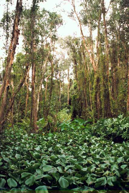 Rung Tram forest - remaining jungle in Mekong delta area. Vietnam.