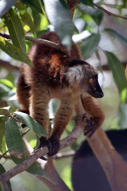 Semi-tame black lemur, Nosy Komba. Madagascar.