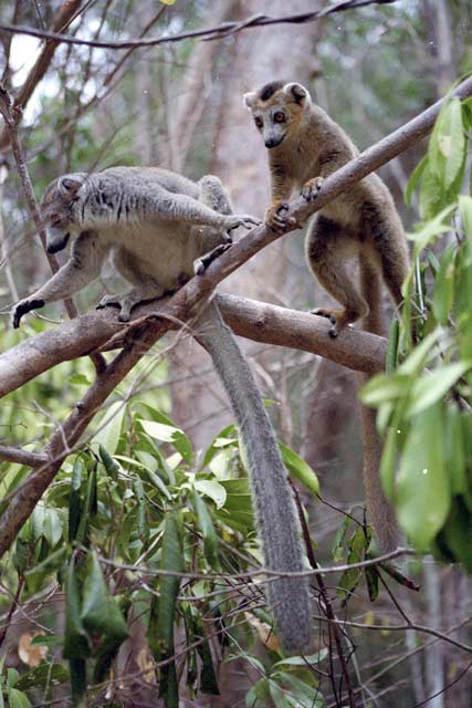Crowned lemurs, l'Ankarana National park. Madagascar.