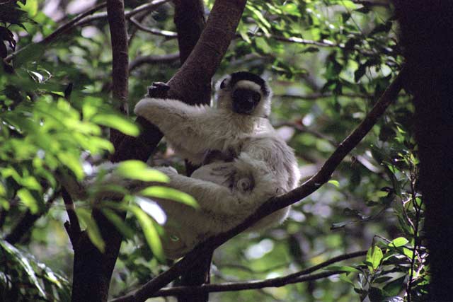 White sifaka, l'Isalo National park. Madagascar.